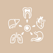 Based on our expertise in developmental biology, we focus on discovering novel seeds for cell therapy, regarding such as the selection of the right cell to be engrafted, development of differentiation and purification protocol, and optimization of the graft microenvironment. We aim to cure diseases through “scrum-based” collaboration coupled with academic excellence.