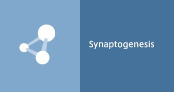 Synaptogenesis
