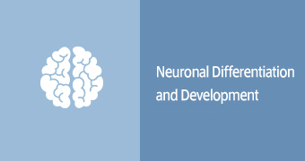 Neuronal Differentiation and Development