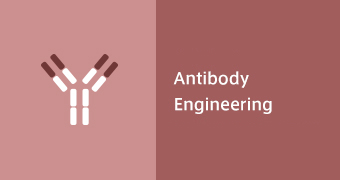 Antibody Engineering